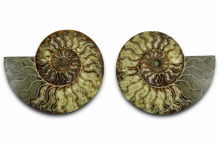 Cut & Polished Crystal-Filled Ammonite Fossil - Madagascar #362402